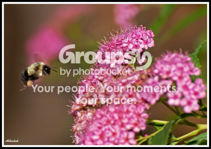 bees_2.jpg