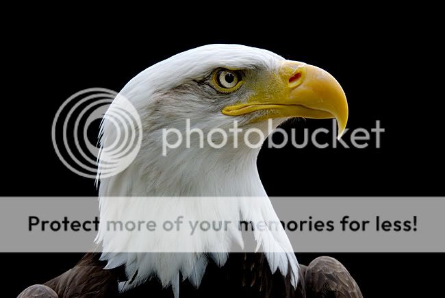 _D2N8735_bald_eagle3.jpg