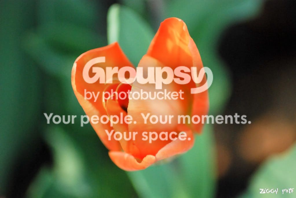 OrangeFlower.jpg