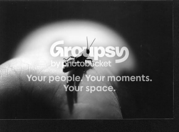 cricket.jpg