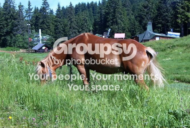 horse.jpg