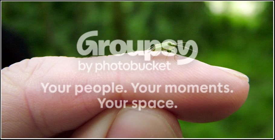 GreenFly.jpg