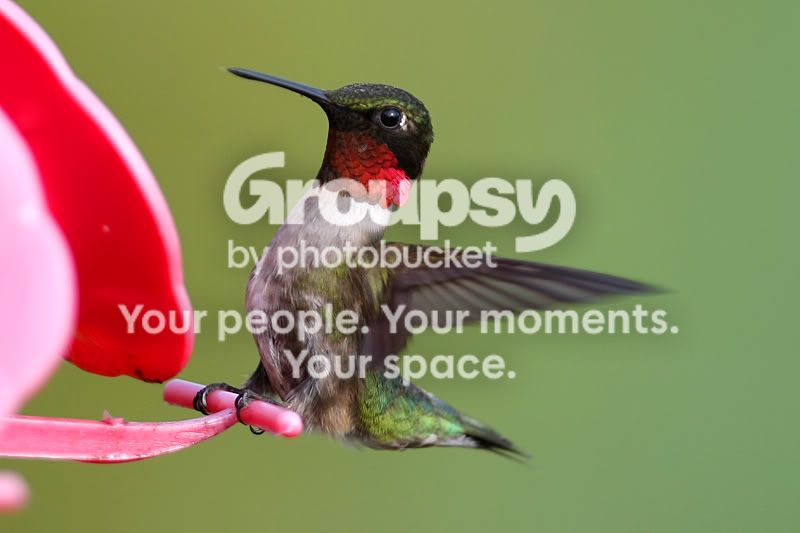 RubyThroatatFeeder800.jpg