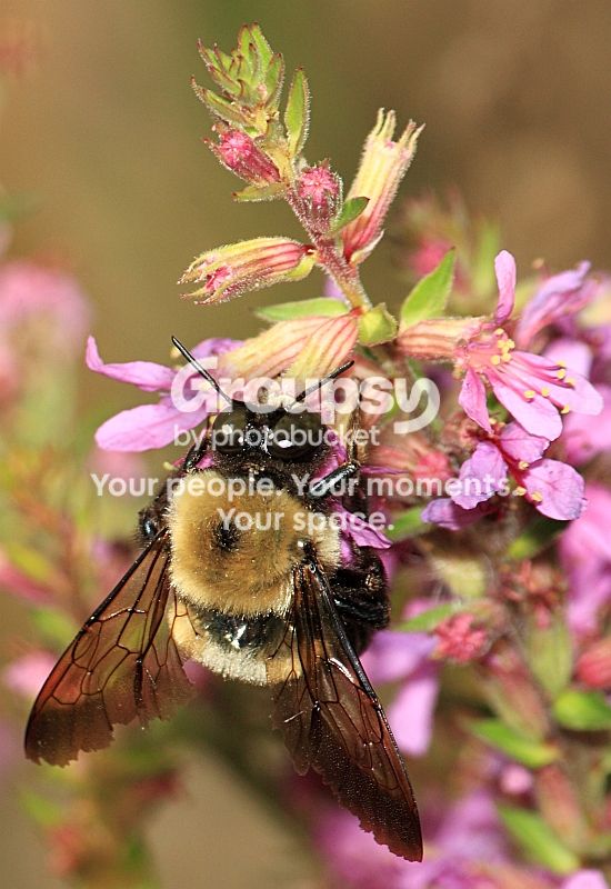 BeeSept2rs.jpg