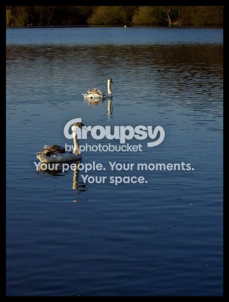 Swan-Lake-2.jpg
