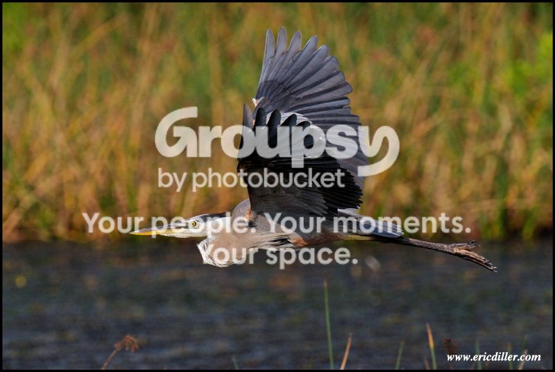 PIC_7521copy.jpg