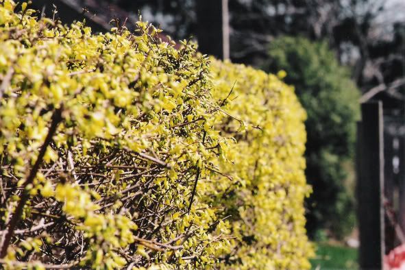 Flowers.jpg