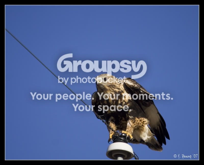 Rough-legged-Hawk-.jpg