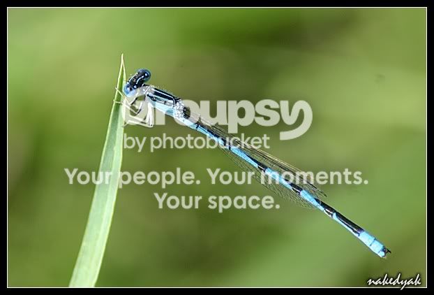 mayfly.jpg