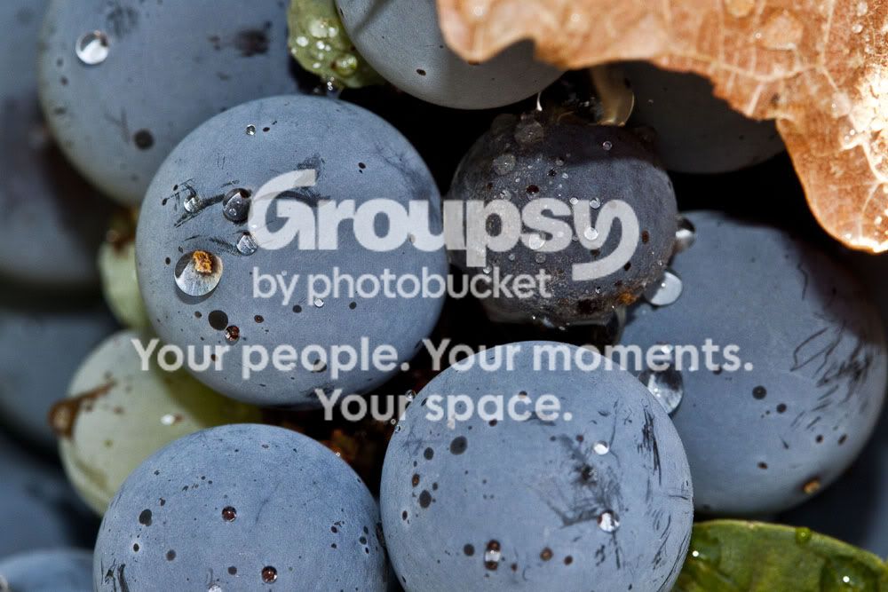 Grapesanddroplet-macro2-1.jpg
