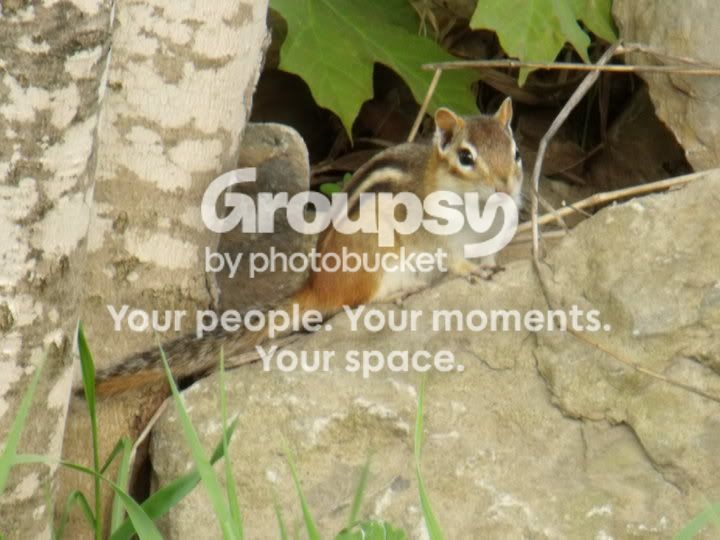chipmunknew.jpg