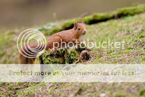 _D2N6022_squirell_four.jpg