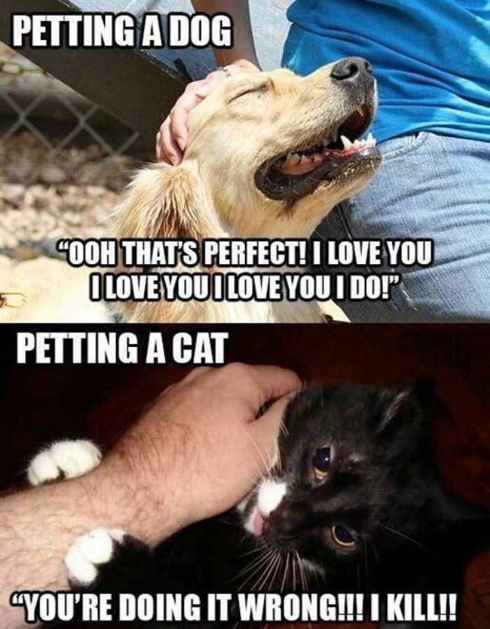 petting_cats_vs_dogs.jpg