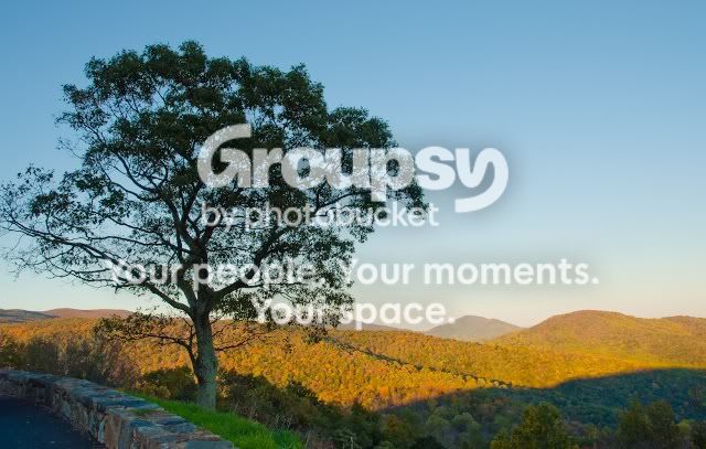 TreeColorfulBackground-1.jpg