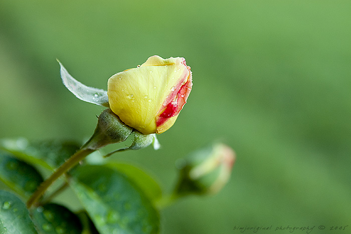 late_rose050909_01.jpg