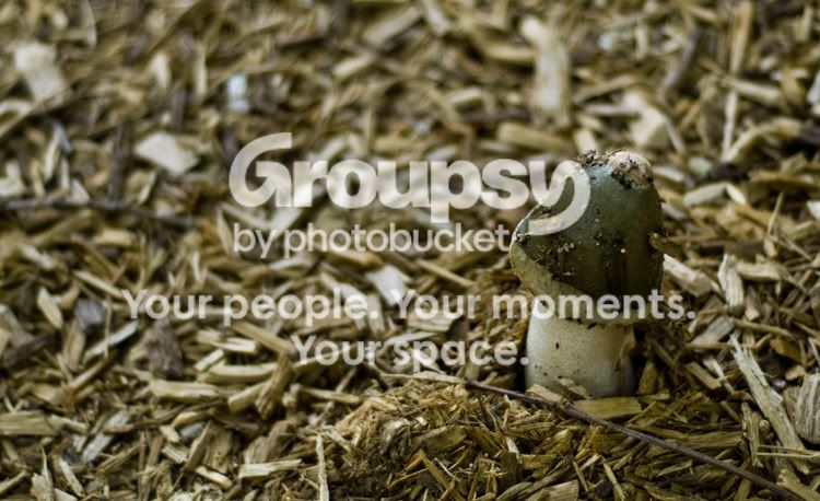 mushroomSMALL.jpg