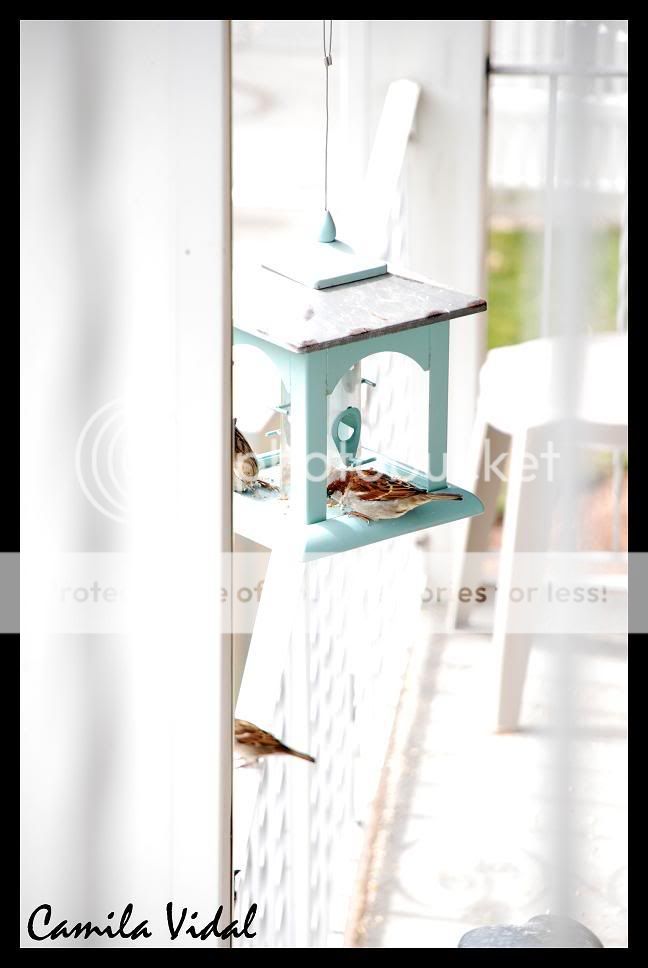 smallbird.jpg