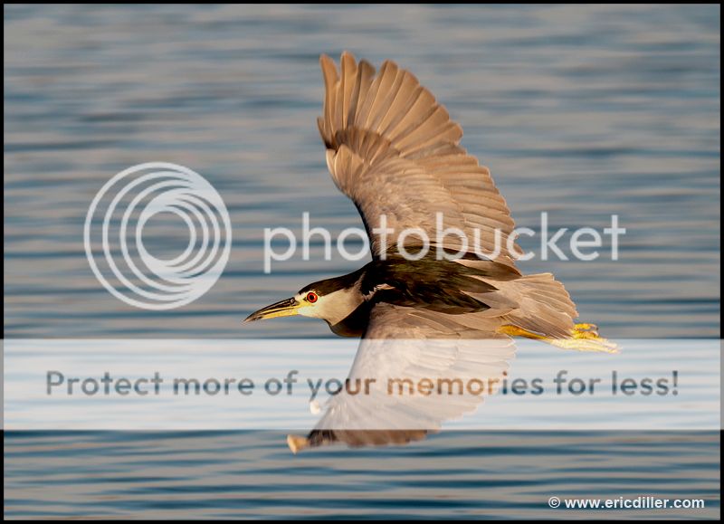 PIC_9041copy.jpg