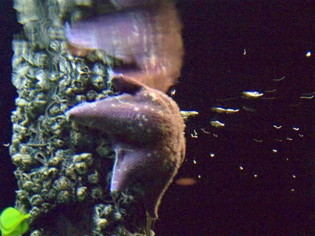 CT24PurpleSeaStar.jpg