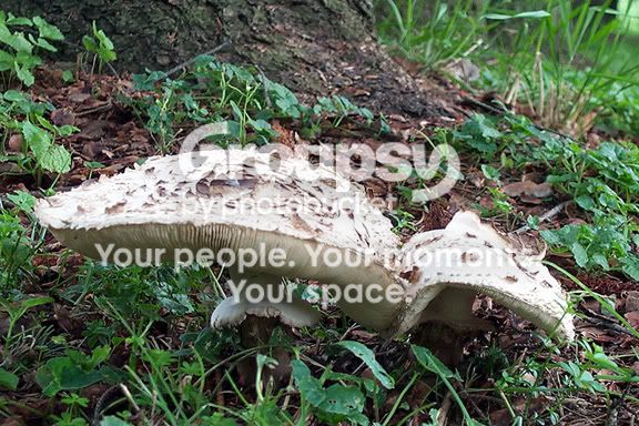 mushrooms2.jpg