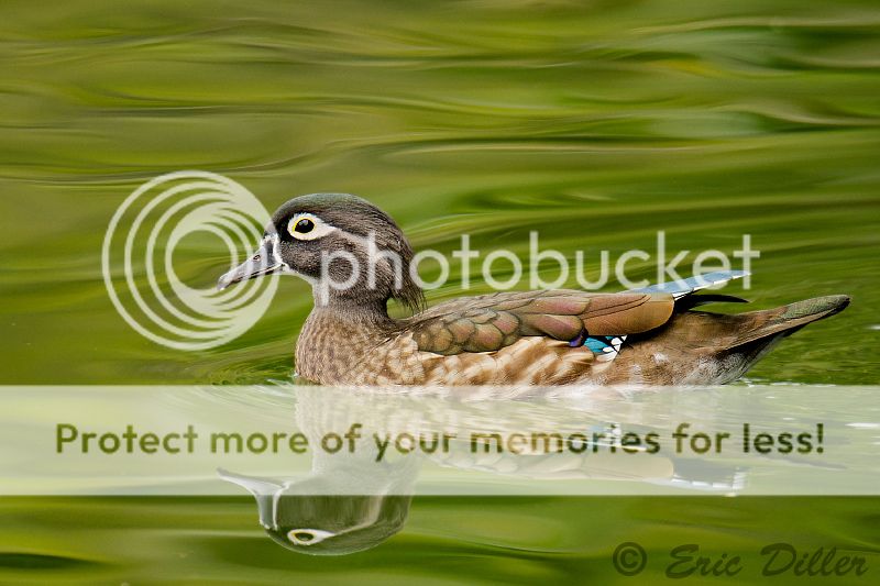 _ECD5577-copy800.jpg