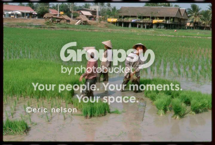 rice_planter_smiling.jpg