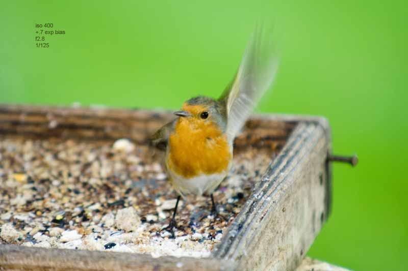 robinwaving.jpg