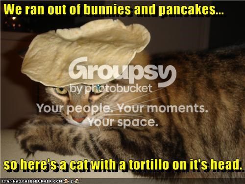 tortillacat_zps181bdf78.jpg