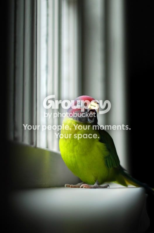 birdy.jpg