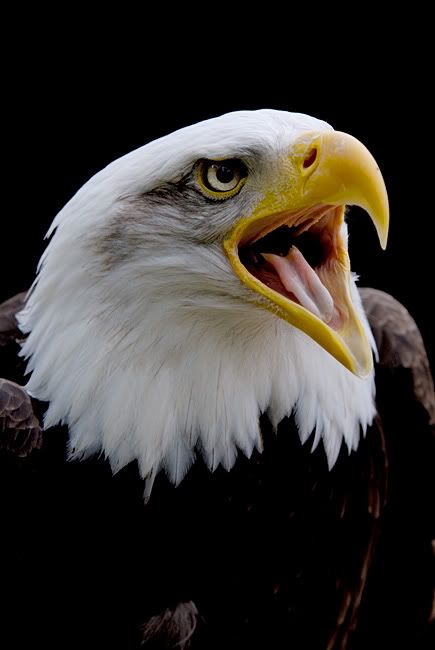 _D2N8735_bald_eagle2.jpg