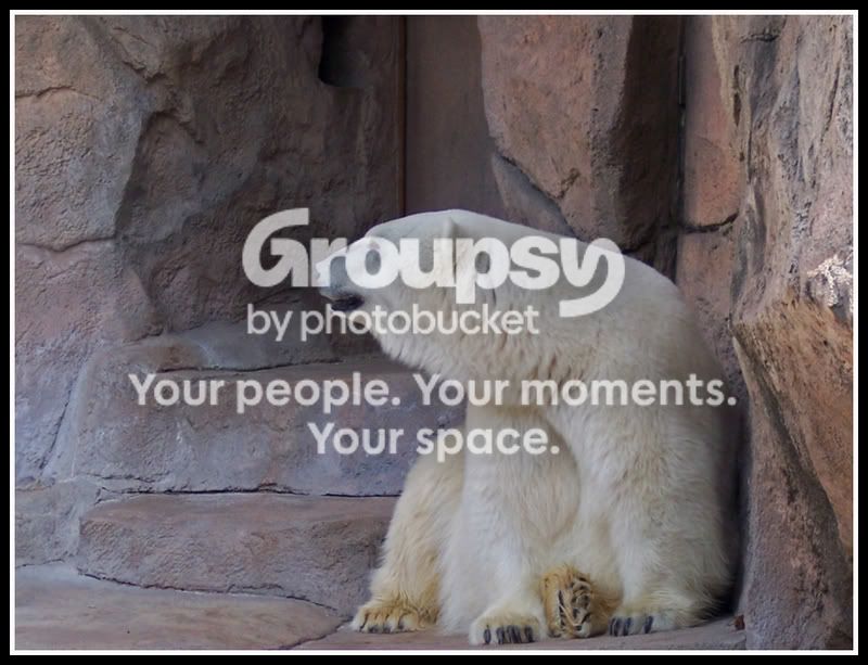 polarbear.jpg