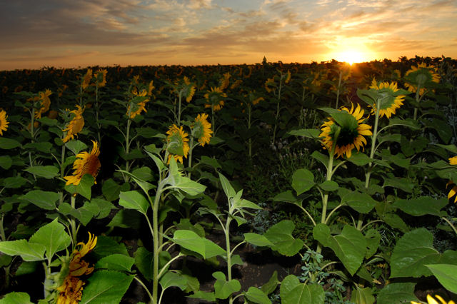 sunflower5SM.jpg