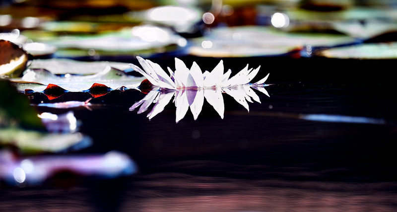 _DSF1580-L.jpg