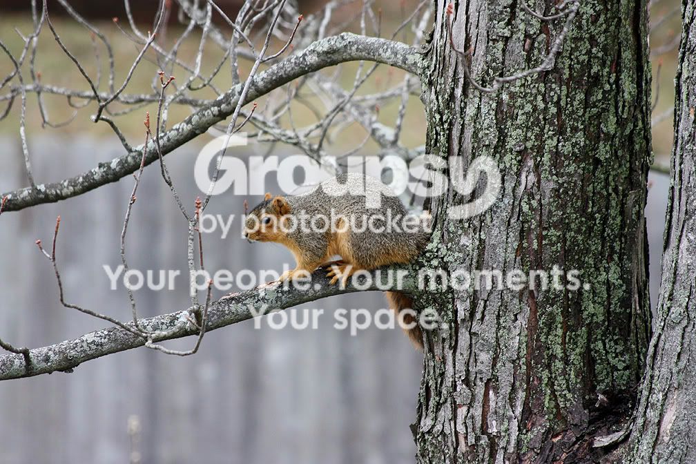 Squirreltree.jpg