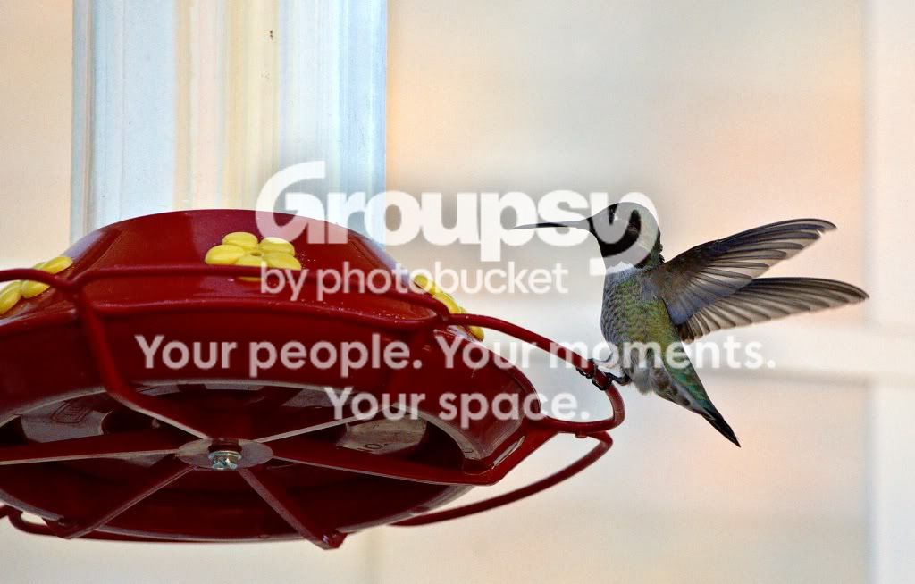 hummingbird1.jpg