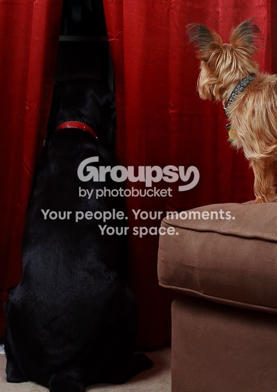 DogPortrait1.jpg