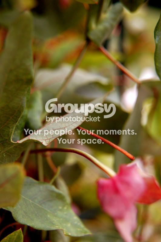 PassionPlantVine.jpg