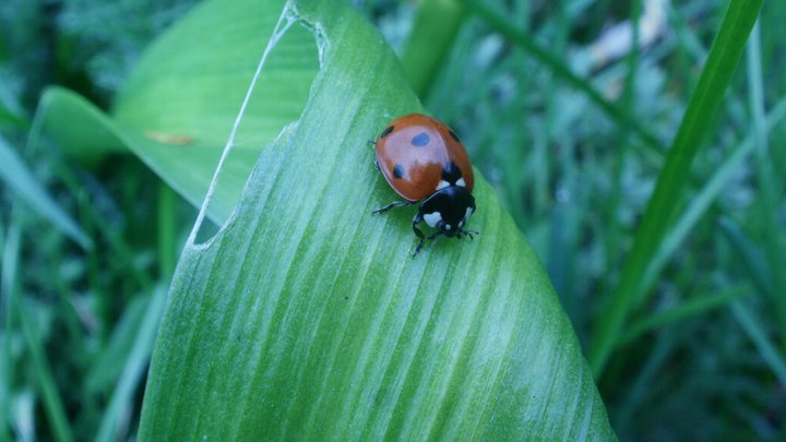 lady_on_a_leaf_by_nunak-d3gy1o4.jpg