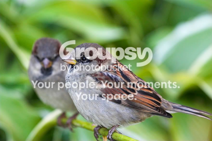 sparrow.jpg