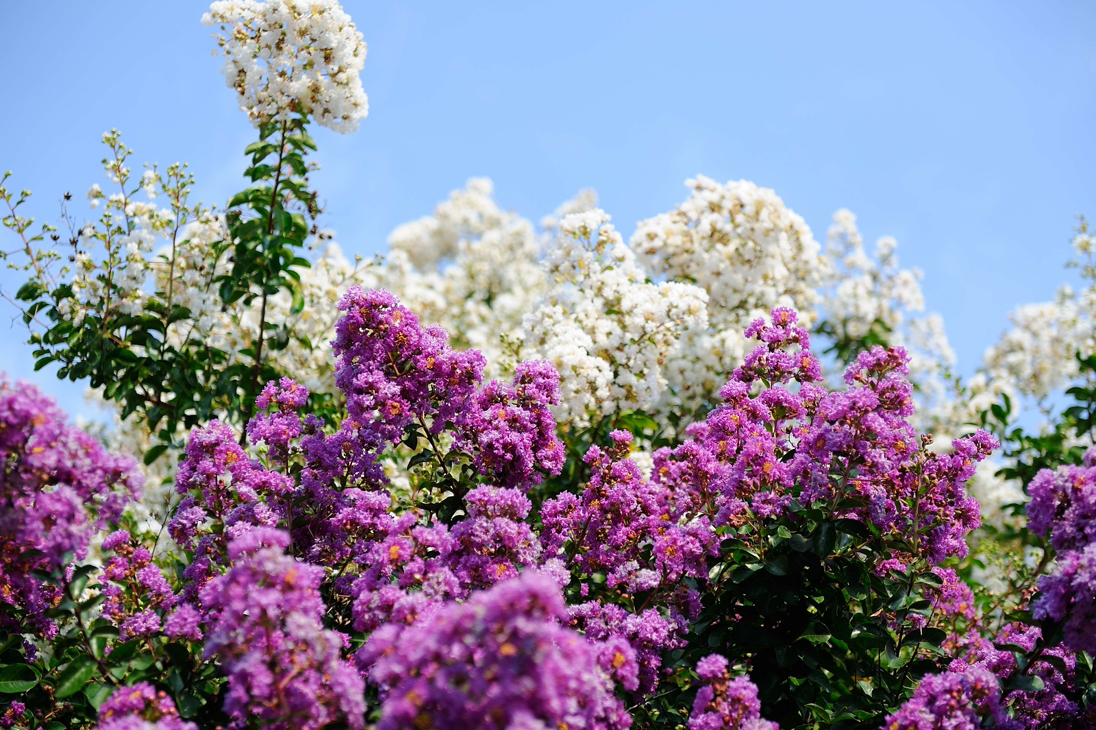DSC_00017-X3.jpg