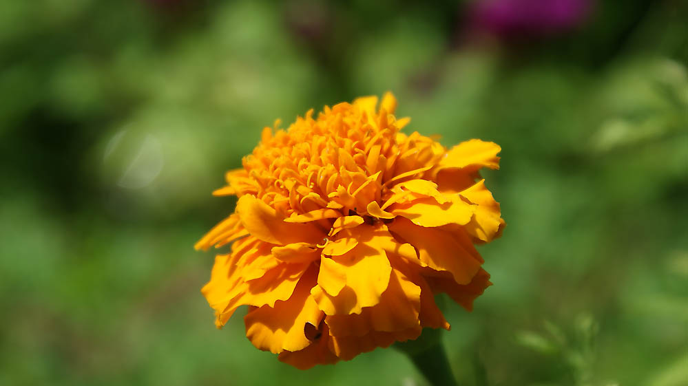 2432097943_f05c4d639f_o.jpg