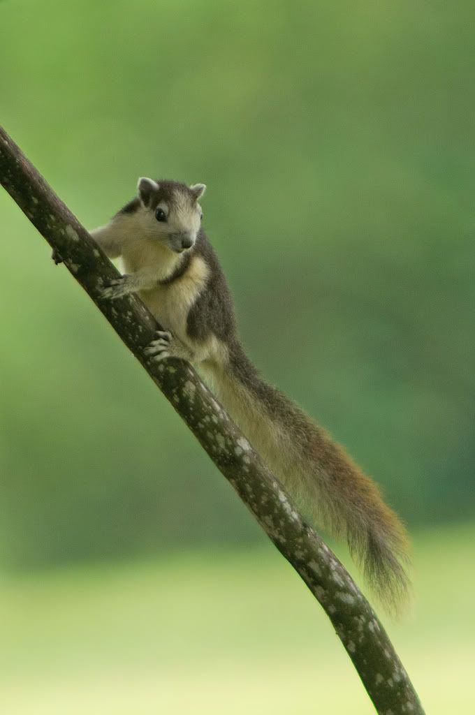 Squirrel.jpg