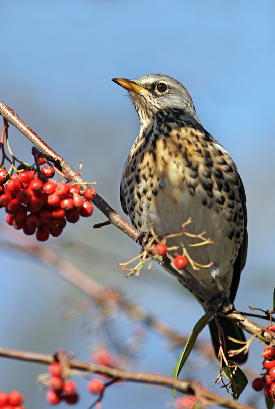 thrush_02.jpg