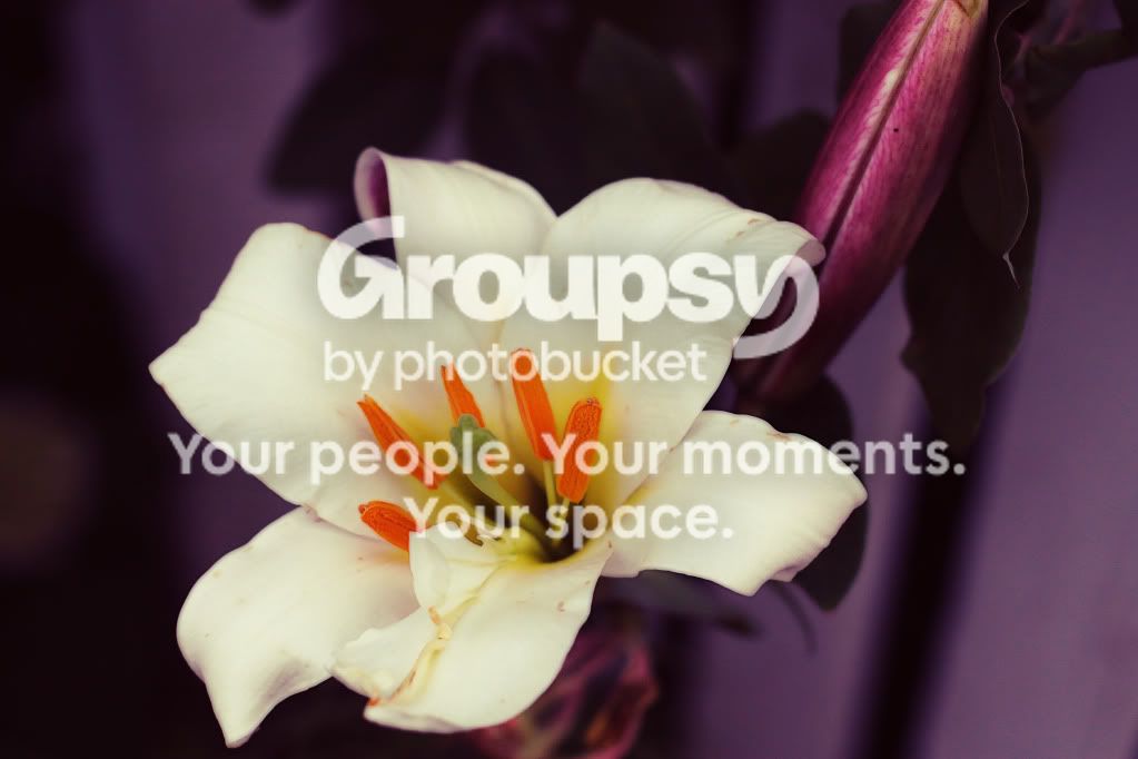 flower.jpg