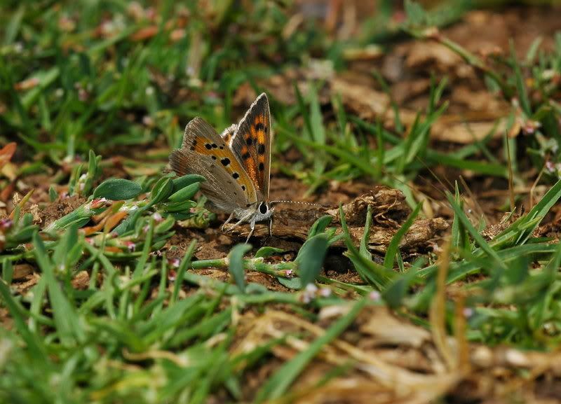 DSC_4598.jpg