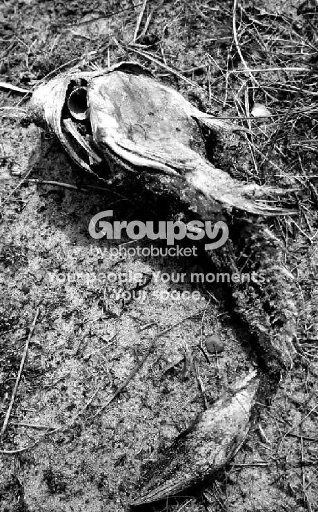 deadfish.jpg