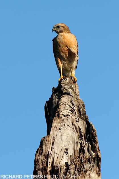 RP1_7843.jpg
