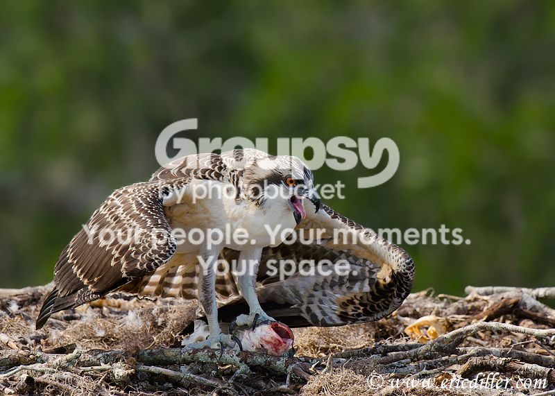 _ECD9530-copy800.jpg
