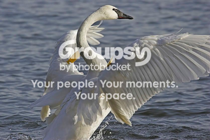 TrumpeterSwan1a.jpg