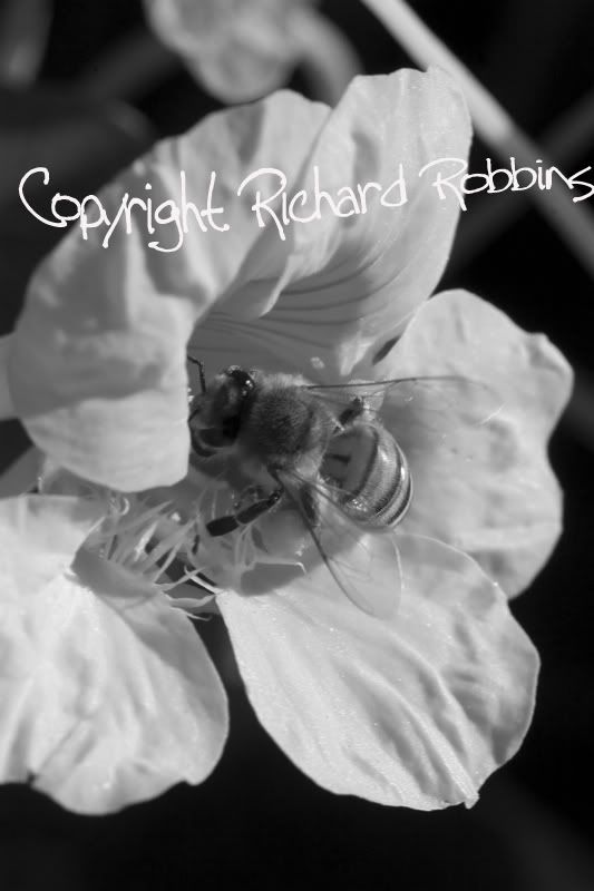 IMG_2743bw.jpg
